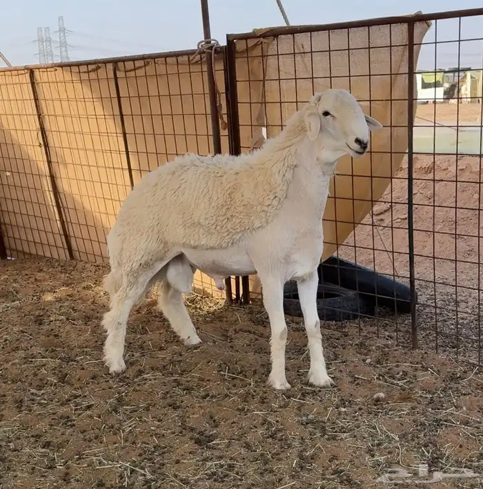 جذع حري مشروع فحل ( معرف ) 0