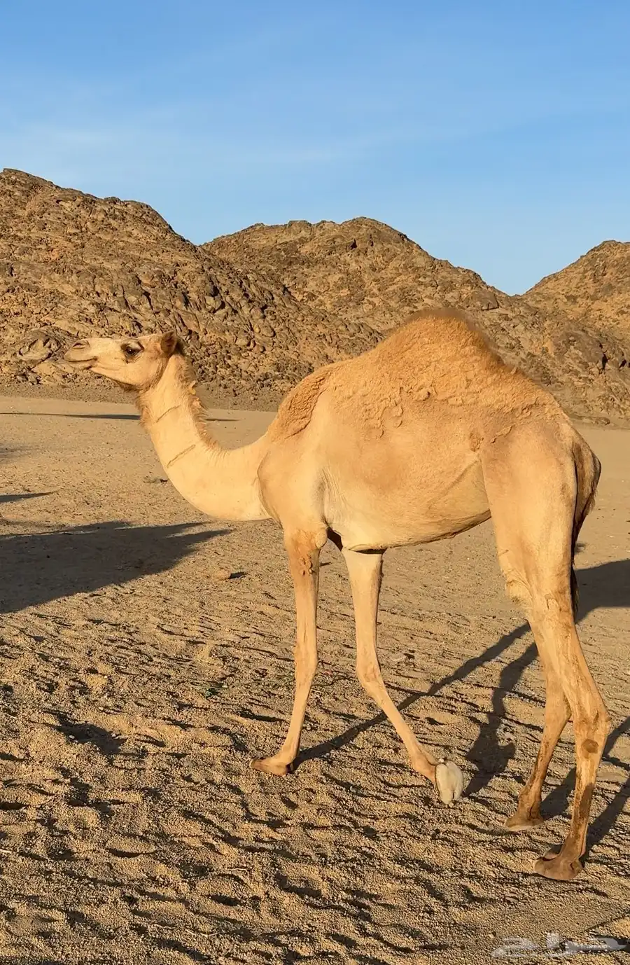 بكره حره صافيه 0