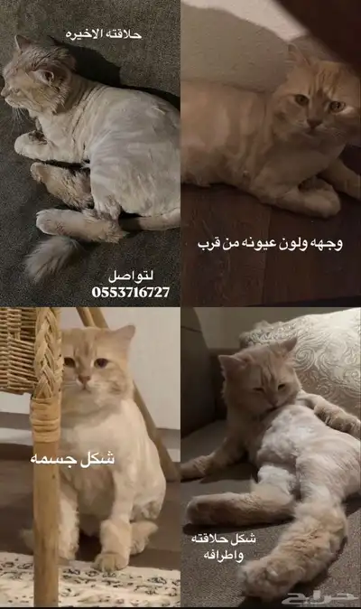 قط مفقود حائل 3