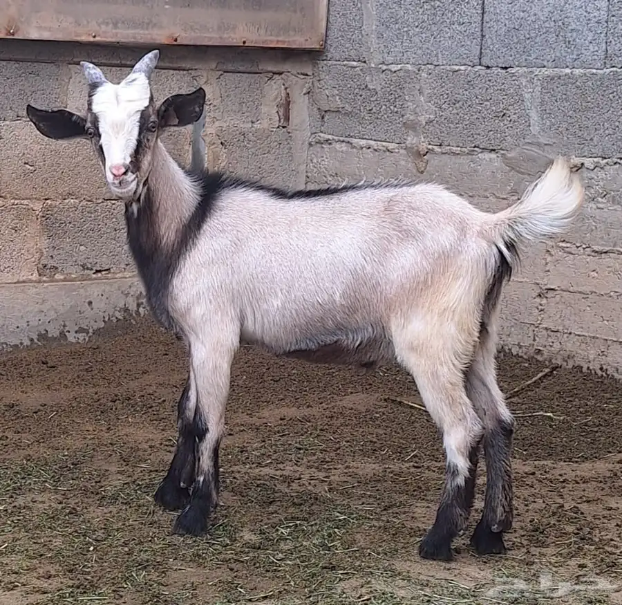 جفر البين 1