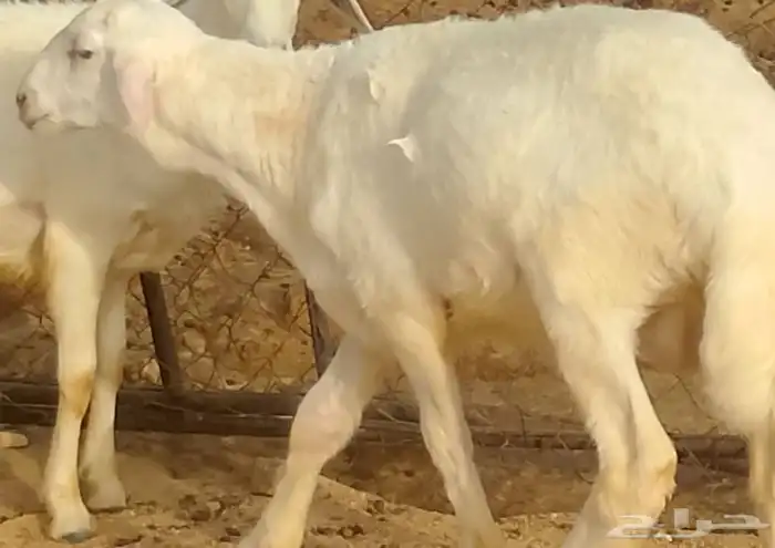 ضأن حري أبيع الكبير ب 1500 والثلاث الباقيين على السوم 2