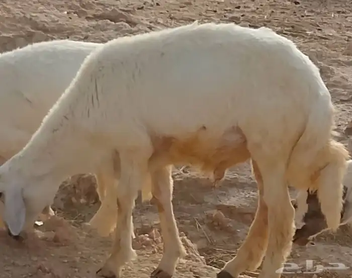 ضأن حري أبيع الكبير ب 1500 والثلاث الباقيين على السوم 1