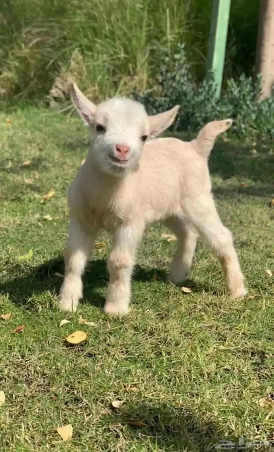 ماعز قزم 4