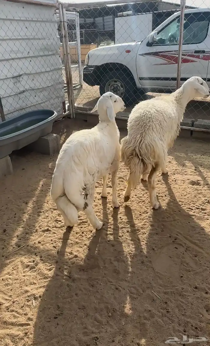 مشروع فحل صنف 6