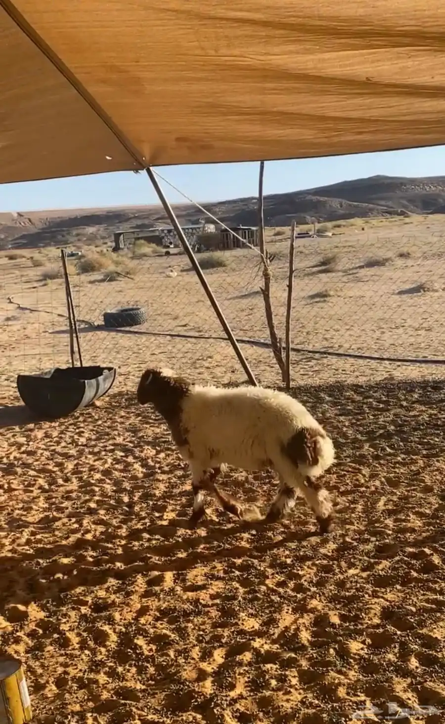 خروف النعيمي 1