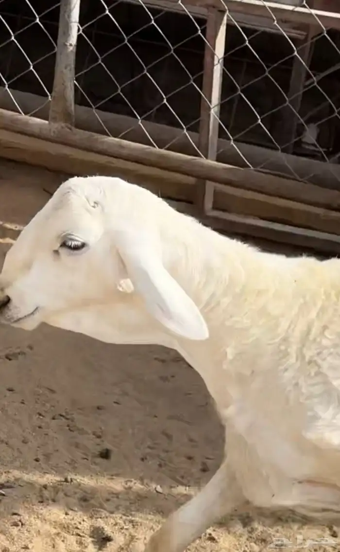 مشروع فحل صنف 0