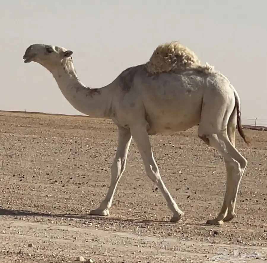 قعود فحل 1