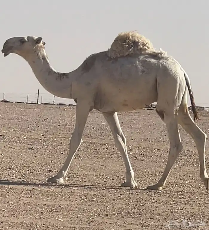 قعود فحل 0