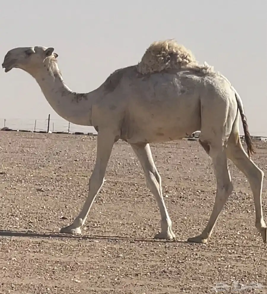 قعود فحل 0