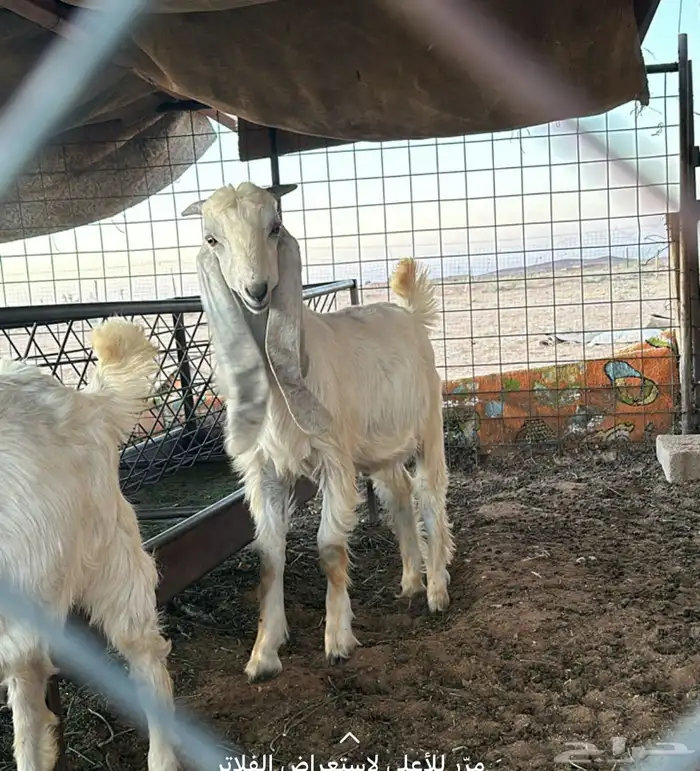 تيسين وجفره مشاريك حلوات بالحيل 2