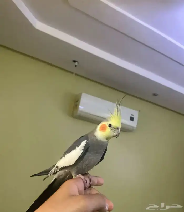 ببغاء اليف جداا ومغرد 1
