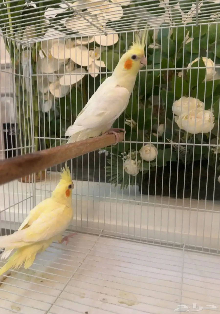 راجع إعلاني 0