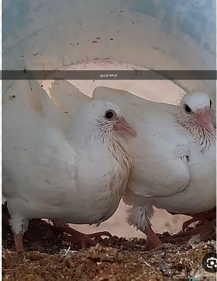 فراخه فرنسي و فراخه زاجل 2