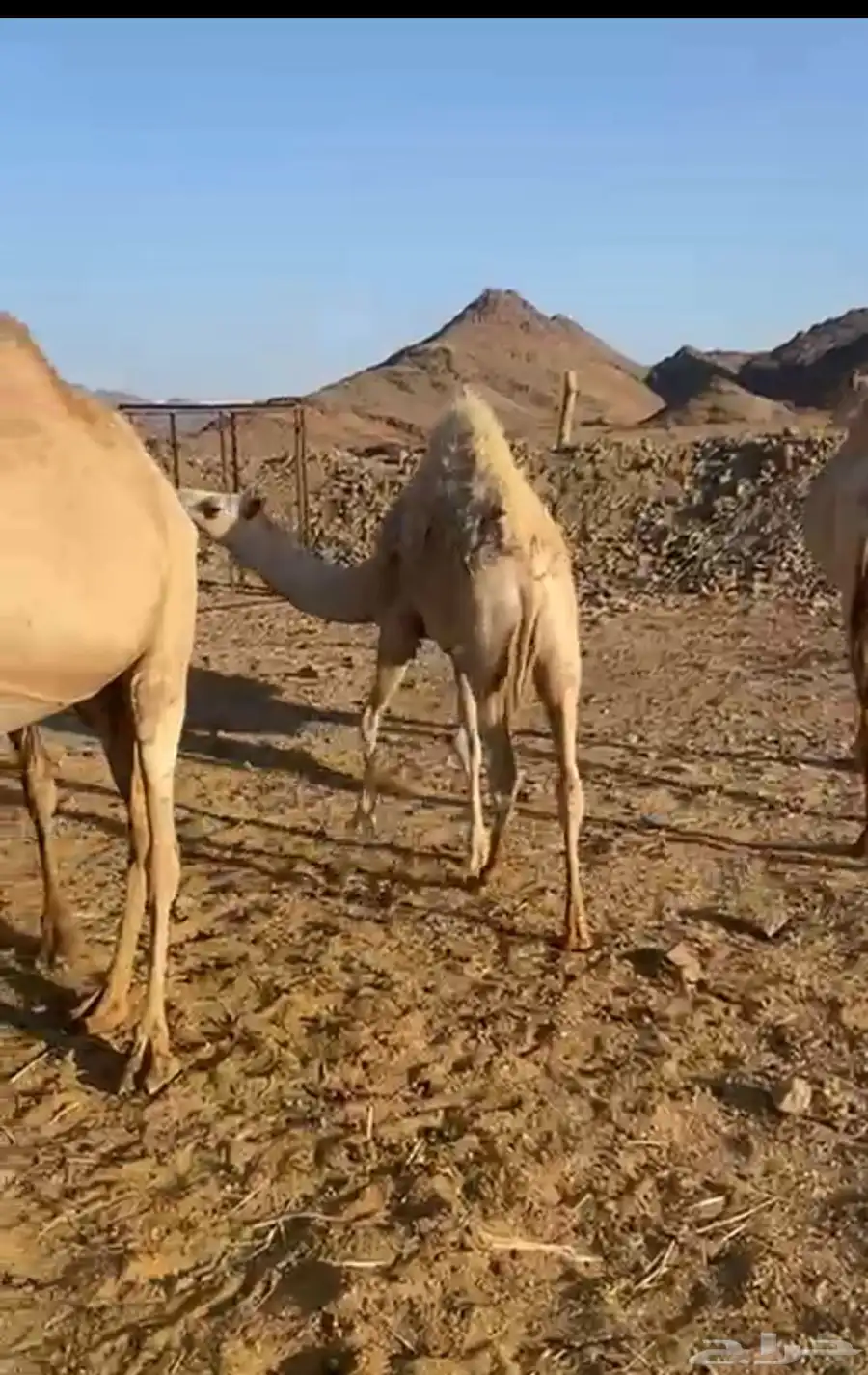 قعود 0