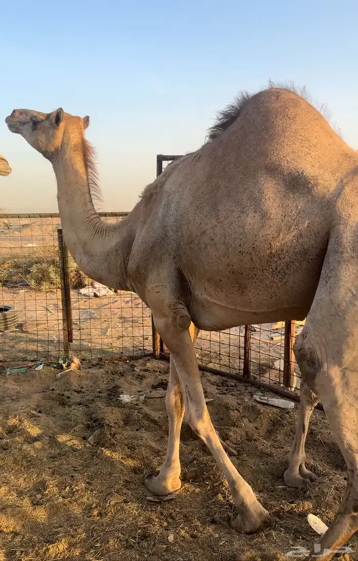 بكره رباع حايل سمين الي يبي يقنا والي يبي جزر 3