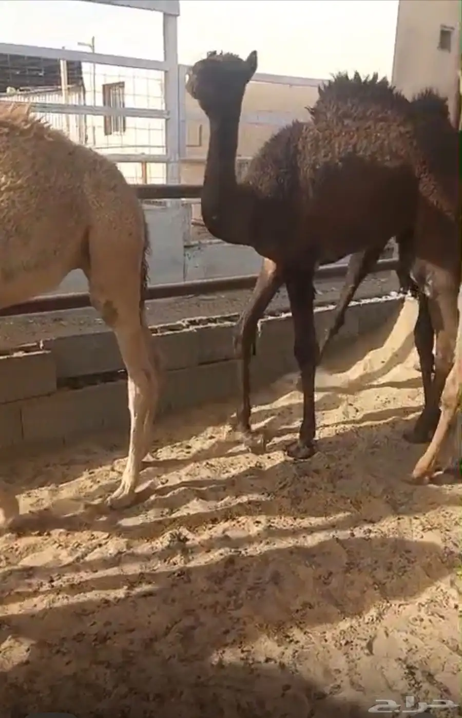 قعدان 1
