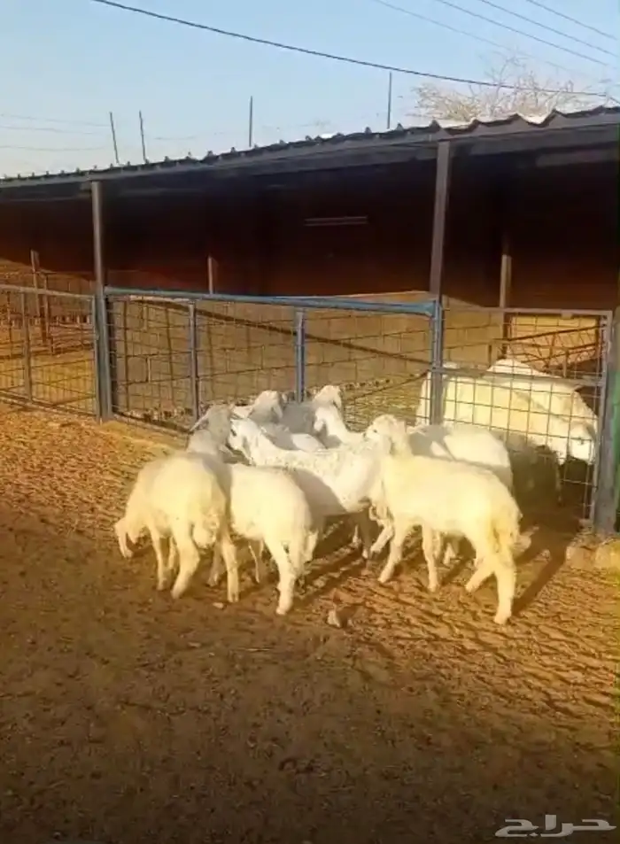 طليان ورخال بهم المندي والكشتات والثلاجة 5
