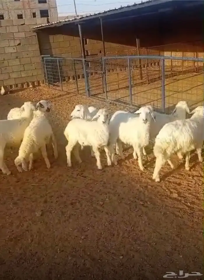 طليان ورخال بهم المندي والكشتات والثلاجة 3