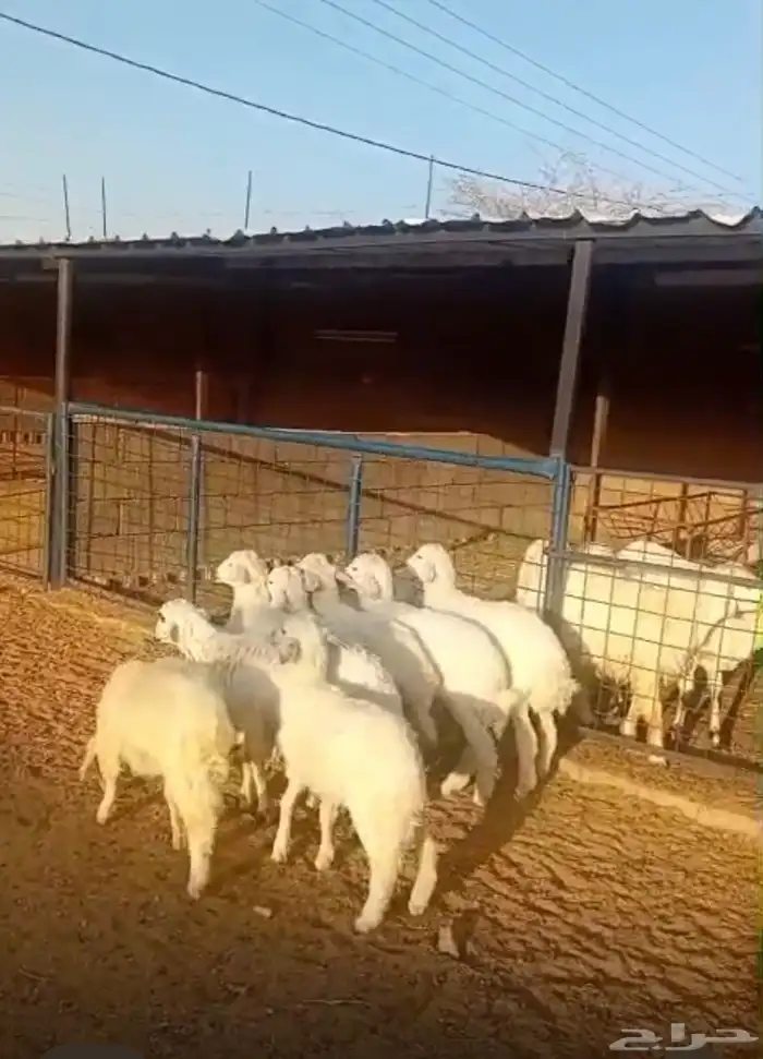 طليان ورخال بهم المندي والكشتات والثلاجة 2