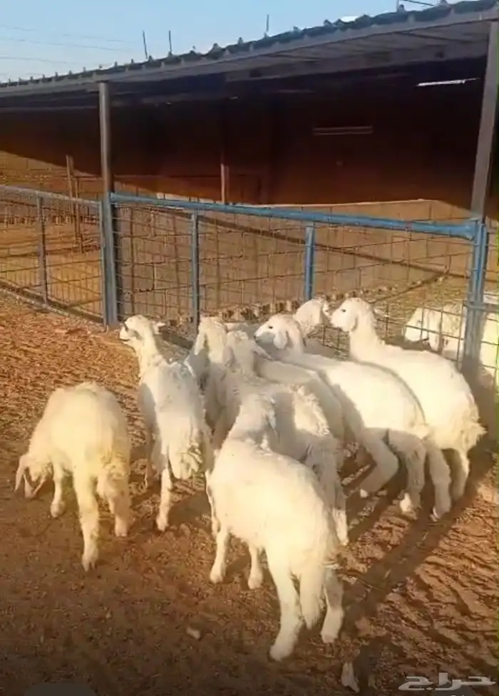 طليان ورخال بهم المندي والكشتات والثلاجة 1