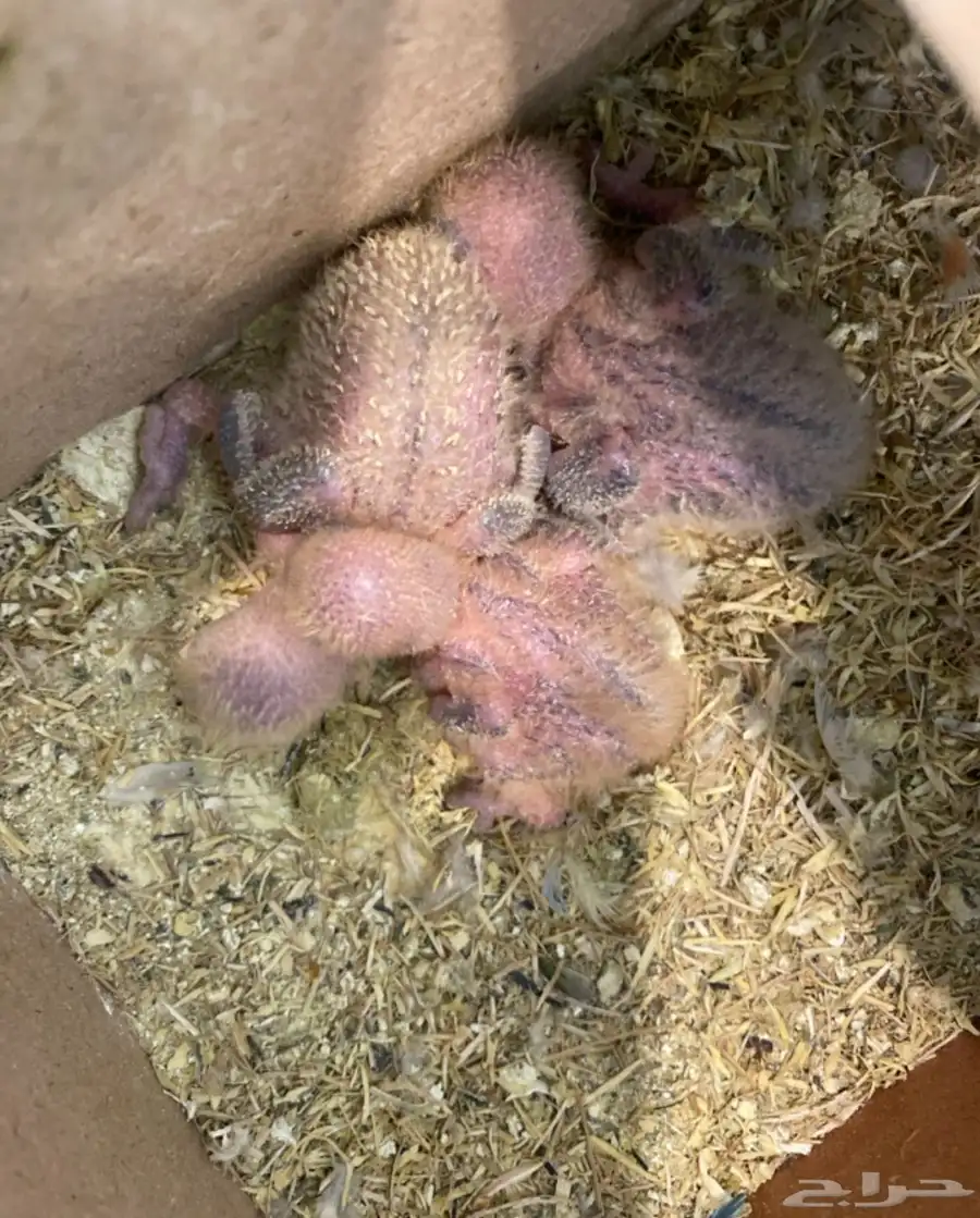 طيور 2