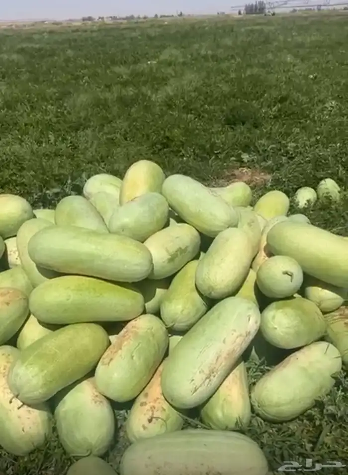 حبحب شمام حسب الطلب حاليا في سوق القصيم للطلب التواصل واتس 6