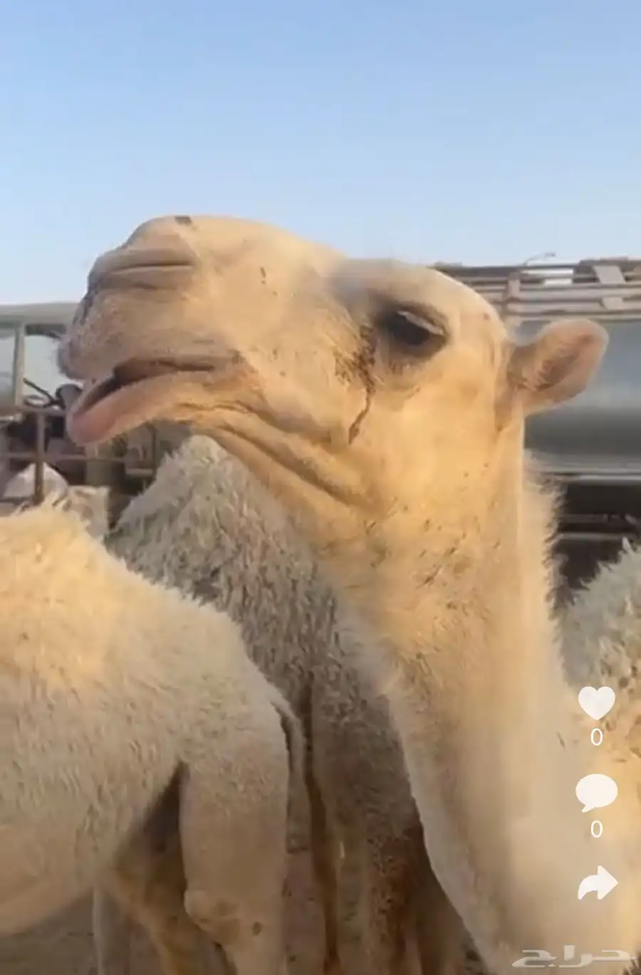 قعود تمامي 0