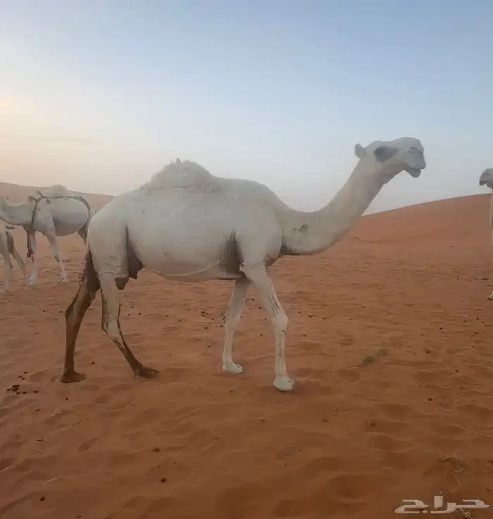 ضروبة وضحا عدال كفو 0