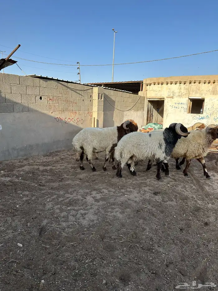 فحول أنعيم طيبه اللبييع 11