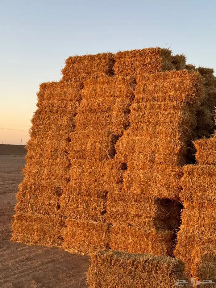 للبيع تبن قمح معه نسبة خلط برسيم 8