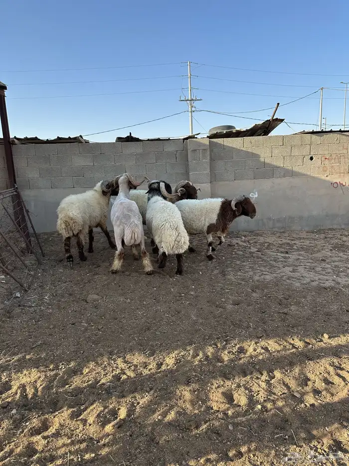 فحول أنعيم طيبه اللبييع 3