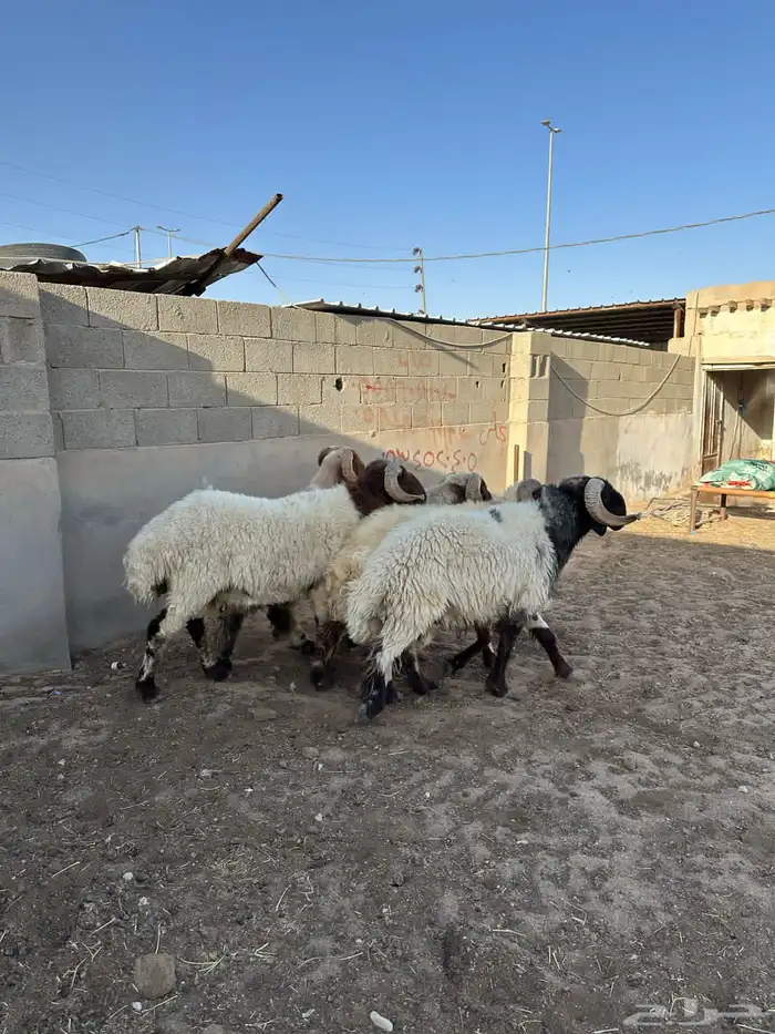 فحول أنعيم طيبه اللبييع 12