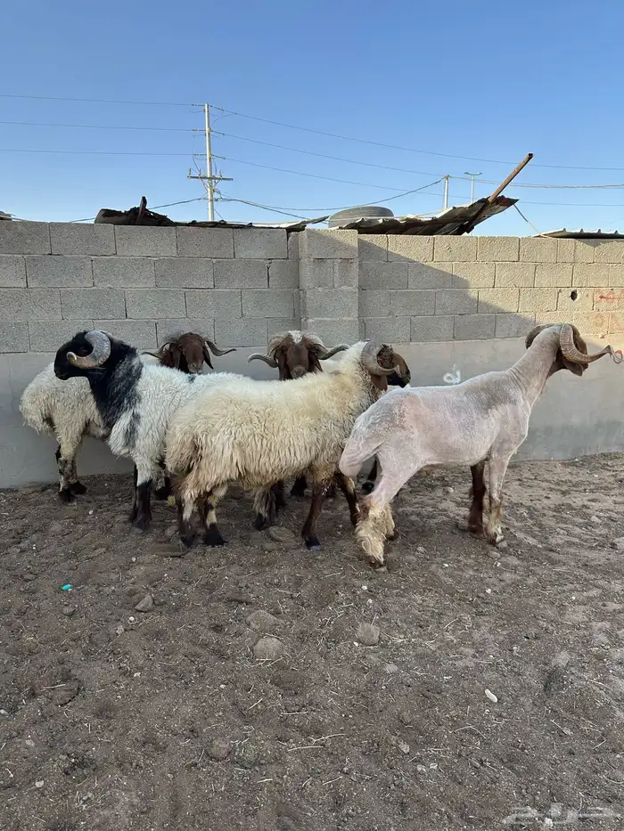 فحول أنعيم طيبه اللبييع 6