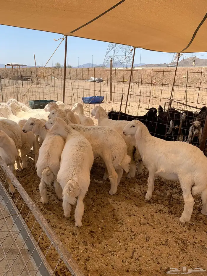 ذبايح زواجات ذبايح ثلاجه 4