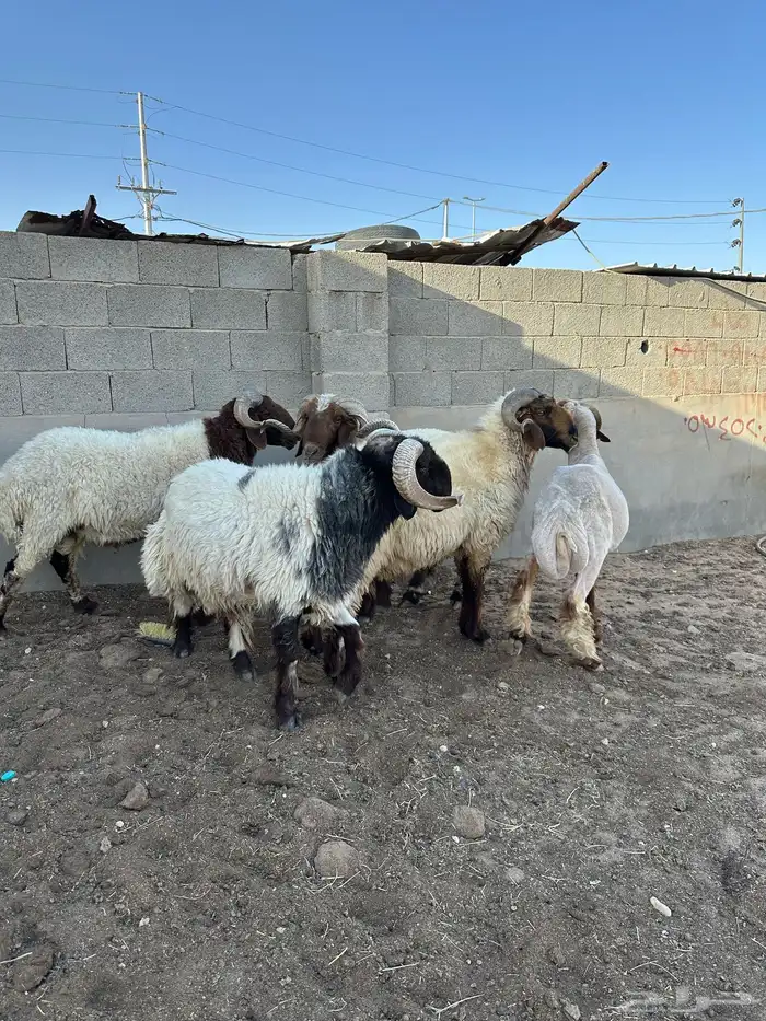 فحول أنعيم طيبه اللبييع 8