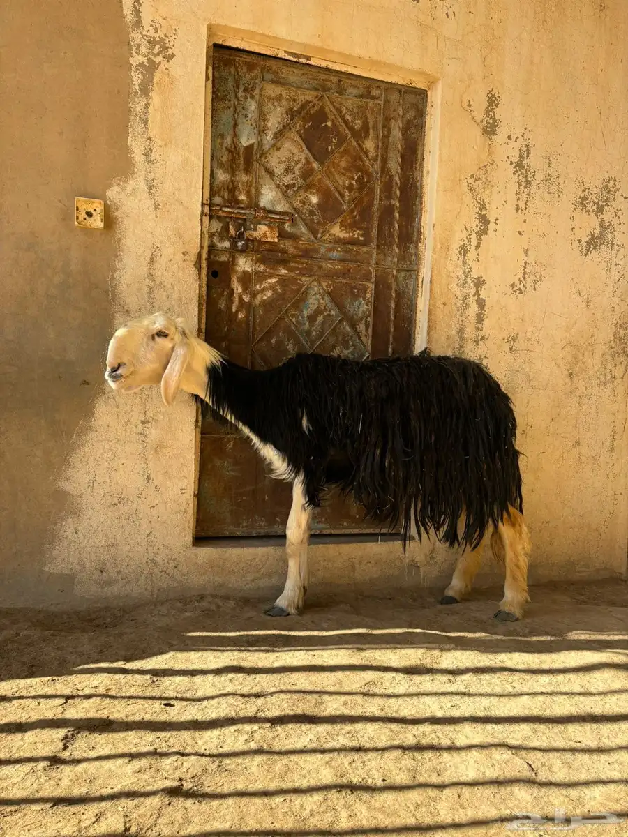 شاه نجديه 1