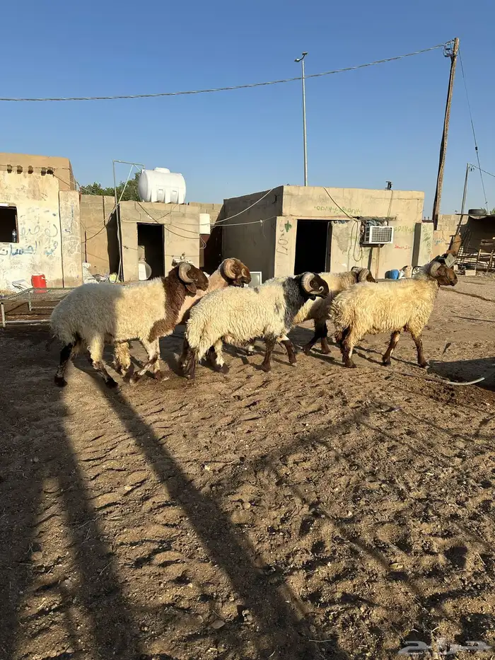 فحول أنعيم طيبه اللبييع 18