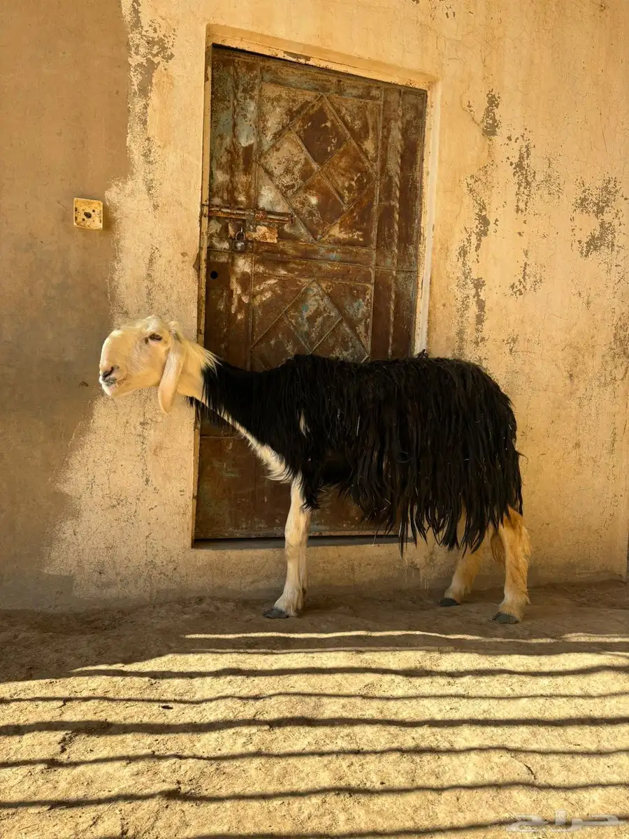 شاه نجديه 0