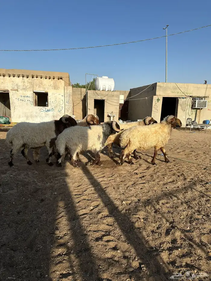 فحول أنعيم طيبه اللبييع 16