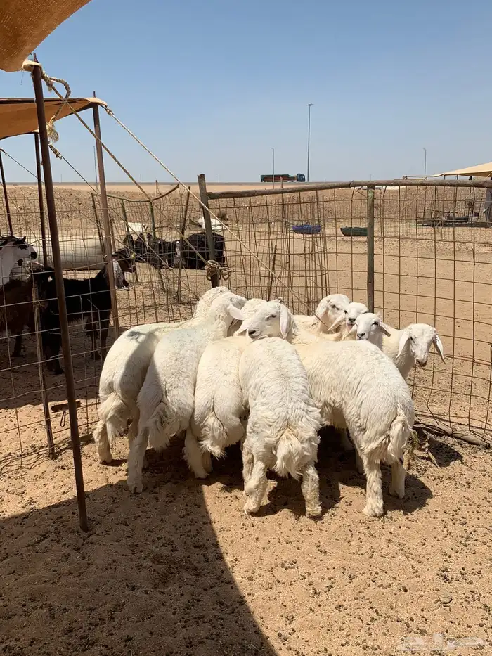 ذبايح زواجات ذبايح ثلاجه 0