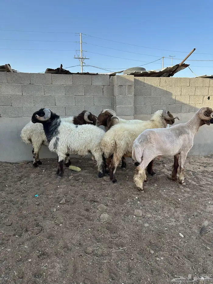 فحول أنعيم طيبه اللبييع 9