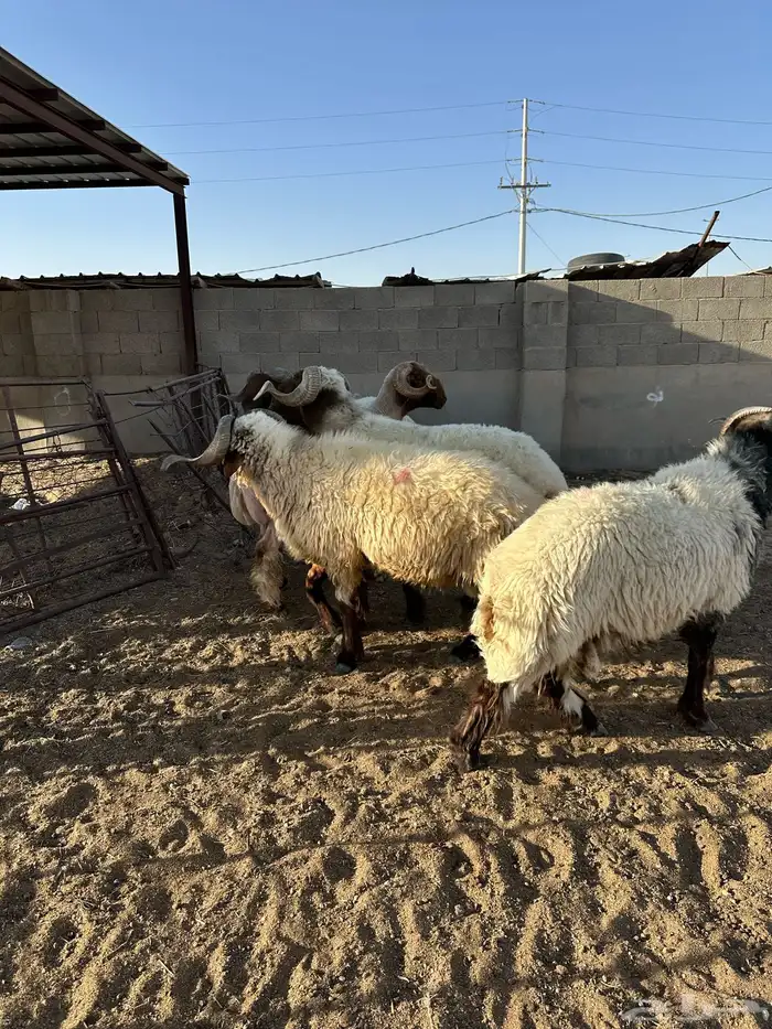 فحول أنعيم طيبه اللبييع 4