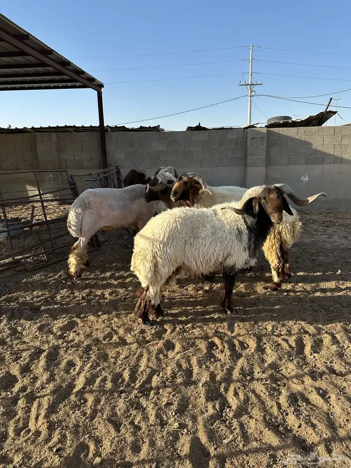 فحول أنعيم طيبه اللبييع 0