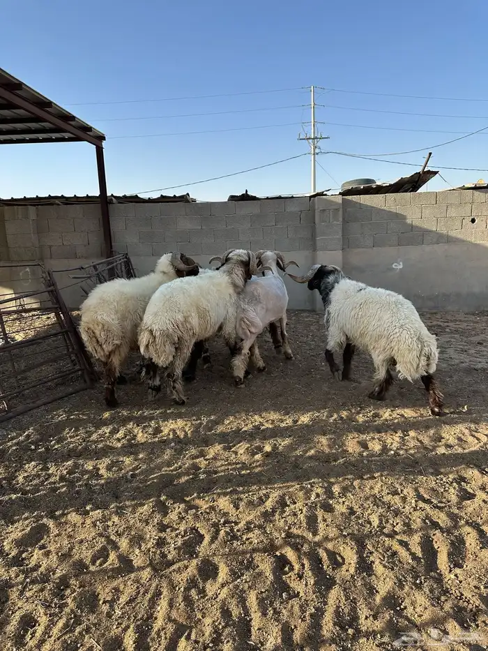 فحول أنعيم طيبه اللبييع 5