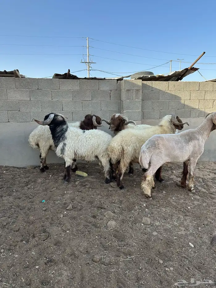 فحول أنعيم طيبه اللبييع 10