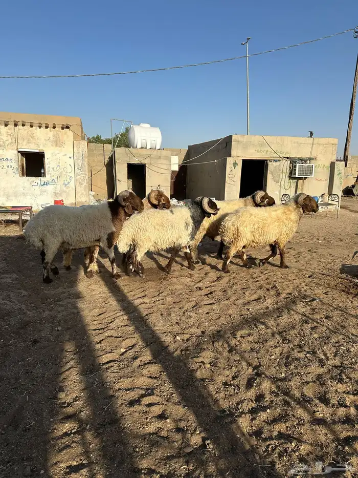 فحول أنعيم طيبه اللبييع 17