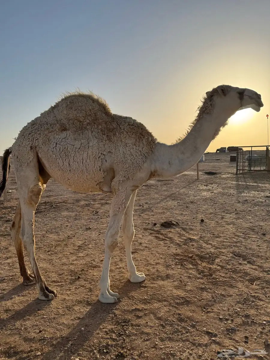 قعود مفرود طيب 0