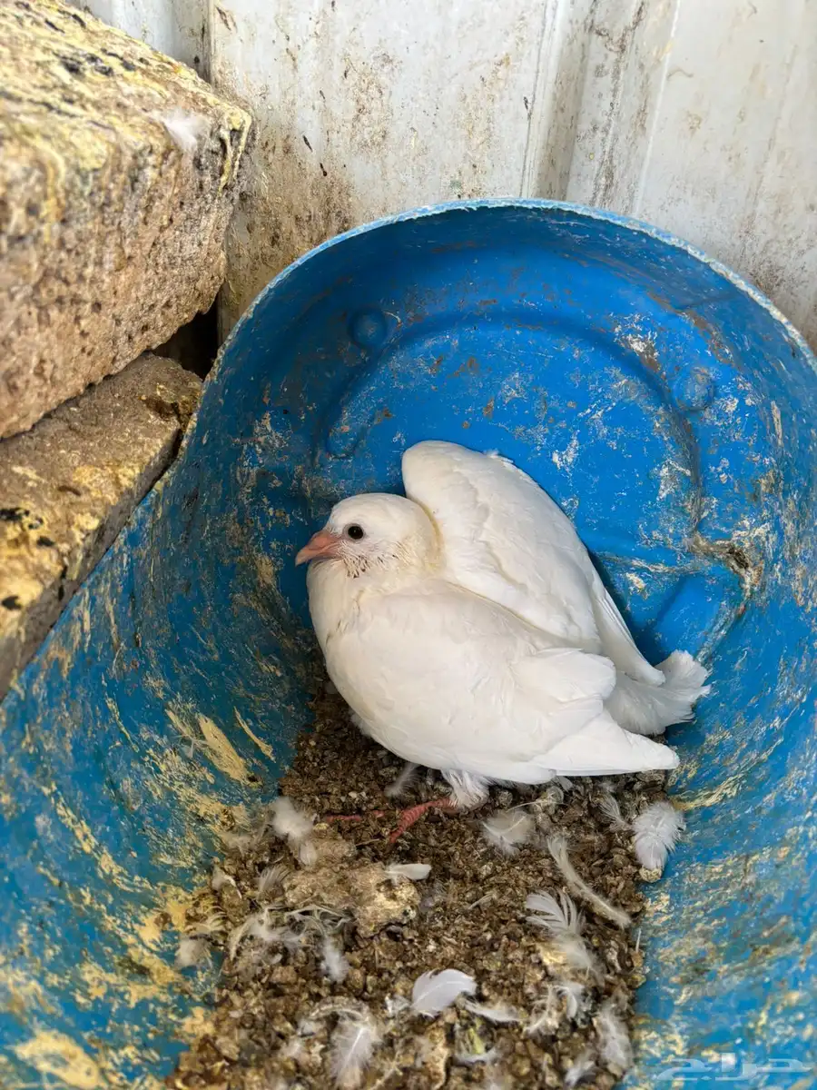 زغاليل فرنسي 2