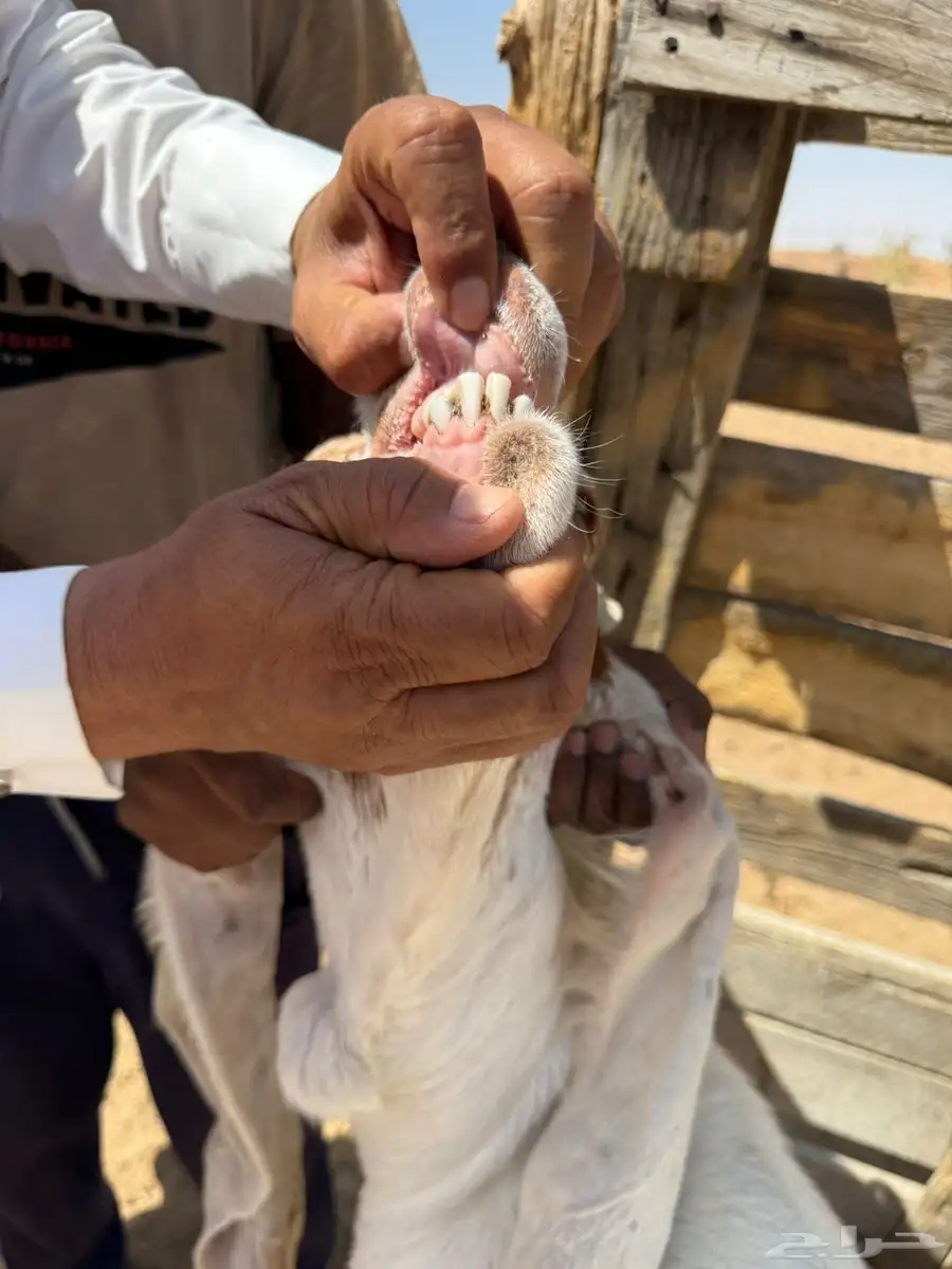 معزاء هولنديات 3