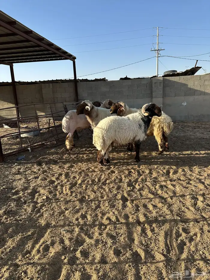 فحول أنعيم طيبه اللبييع 2